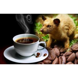 Kopi Luwak