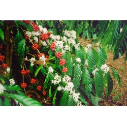 NICARAGUA  organique