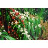 NICARAGUA  organique