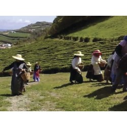 Thé vert des Açores Bio